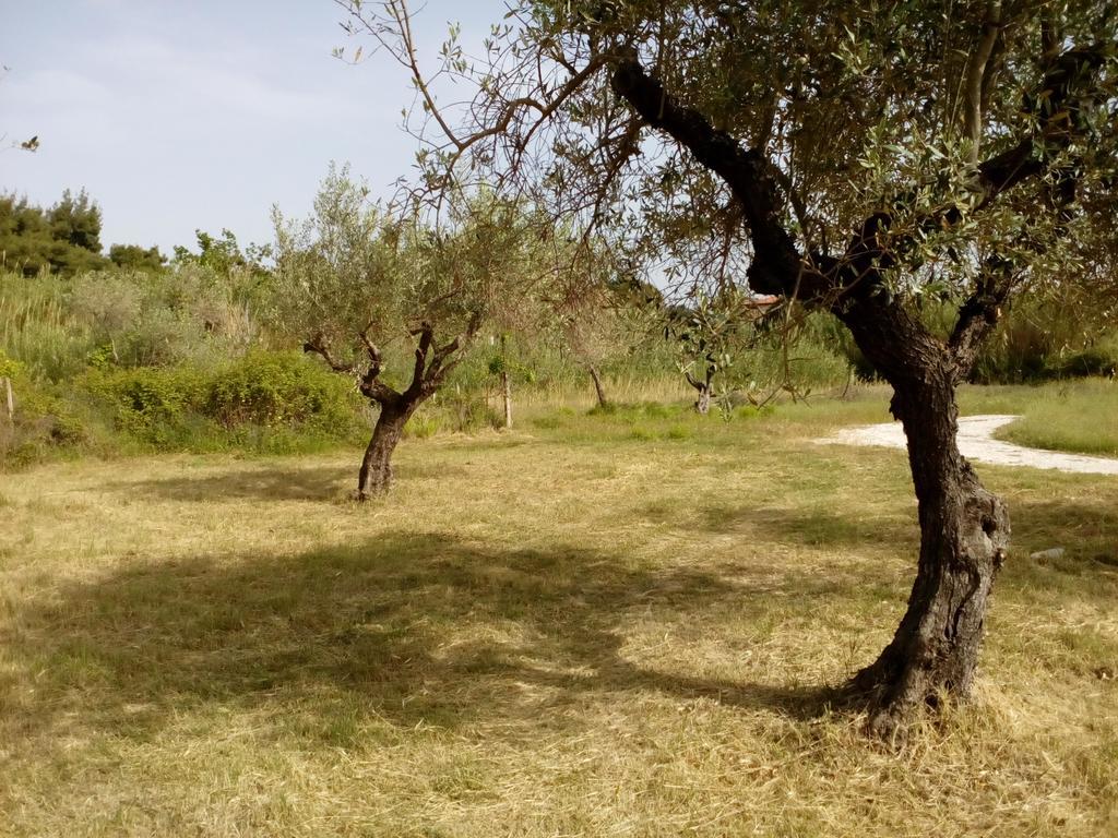 Pappou'S Studios Ormos Panagias Dış mekan fotoğraf